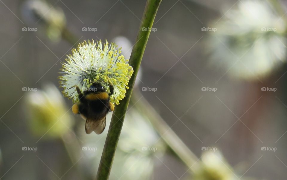 Spring food 