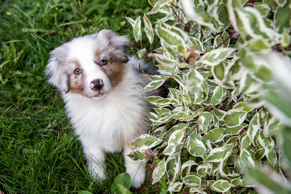 Aussie puppy