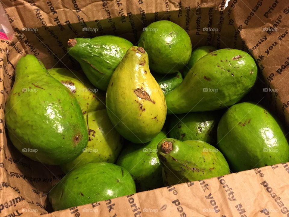 Avocados straight from Puerto Rico. 