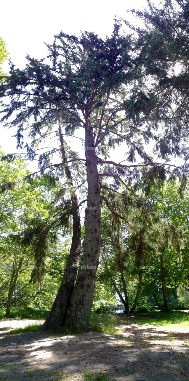 Bent Tree. A bent tree
