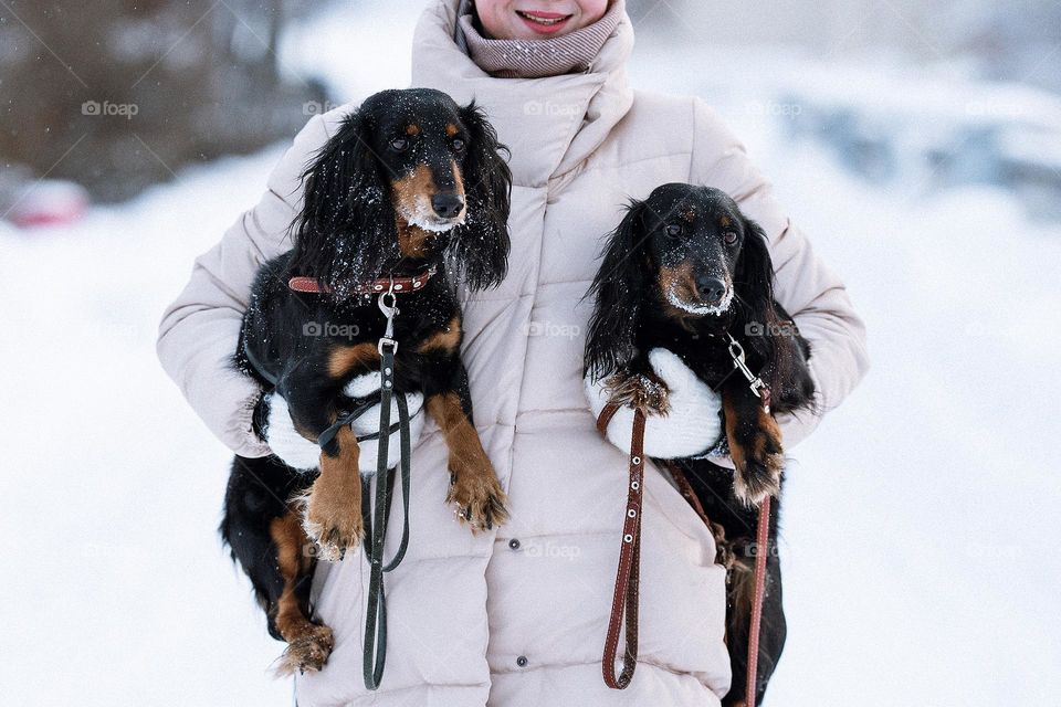 Woman hold two dogs. Dachshund breed