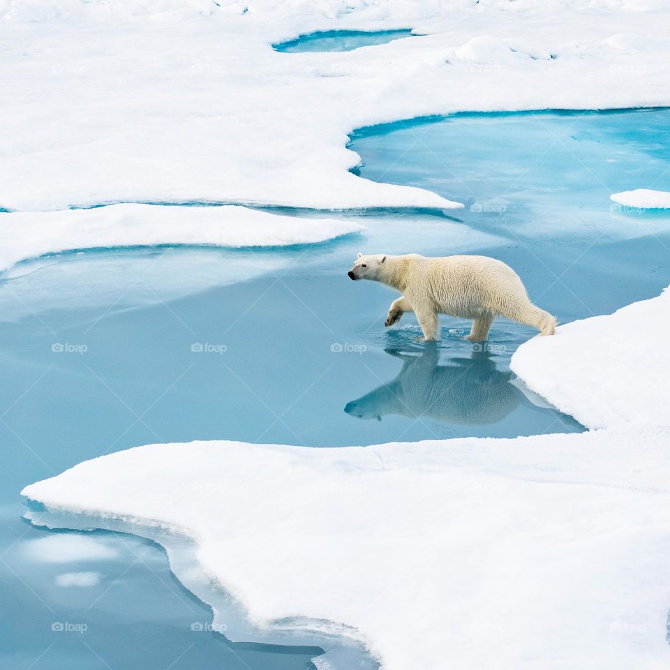 Polarbear in the arctic