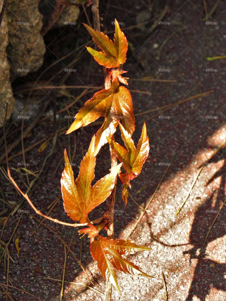 Leaves