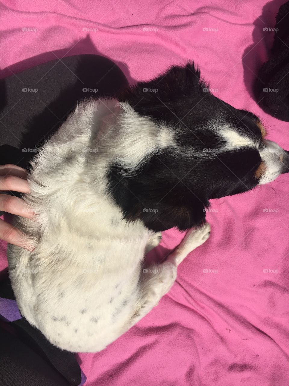 Dog laying on blanket with hand on her