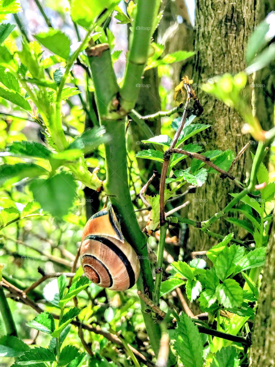 Snail at snail's pace