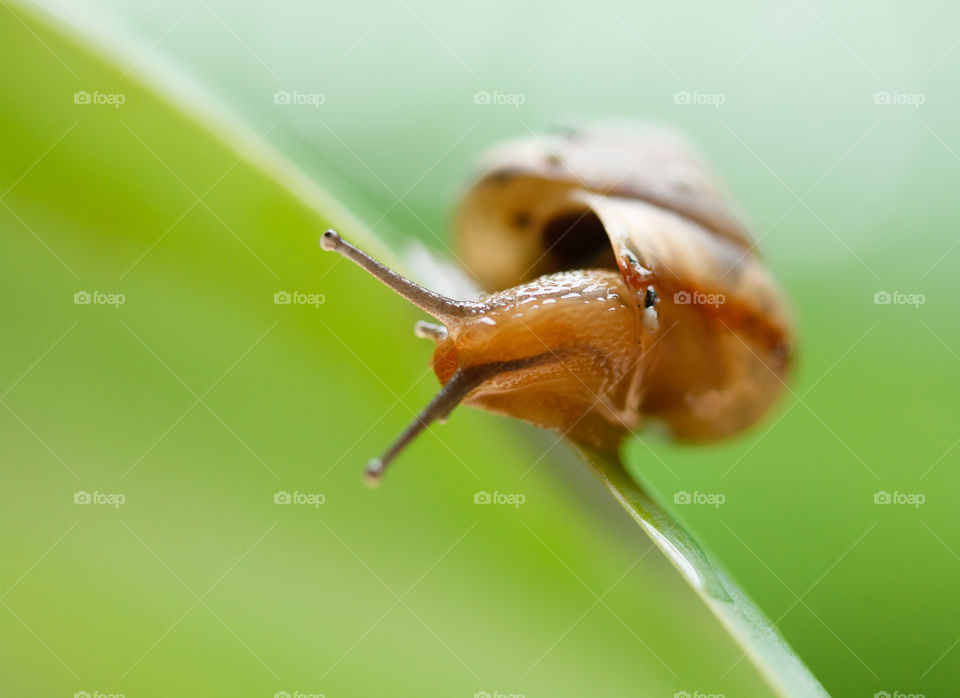 Macro Garden Snail 