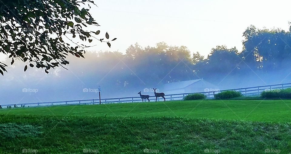 deer on a foggy morning