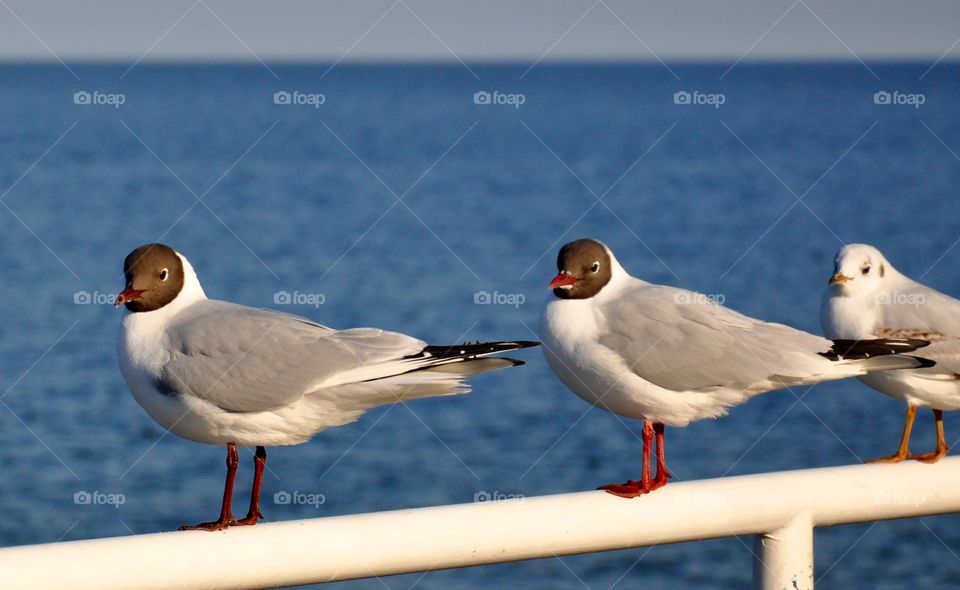 Seagulls perching on railing