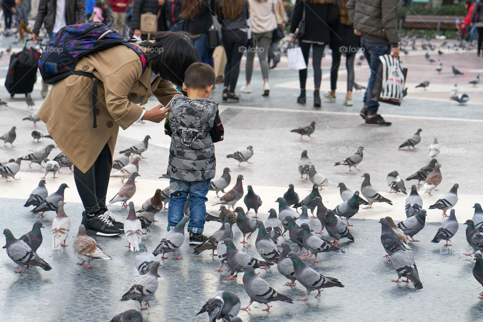 Pigeons in the City