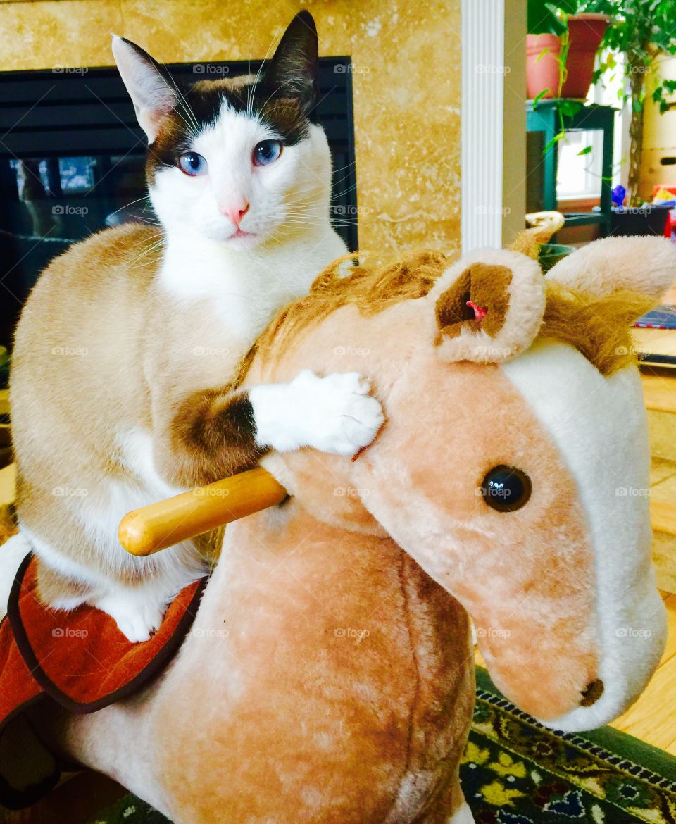 Kitten Riding Rocking Horse
