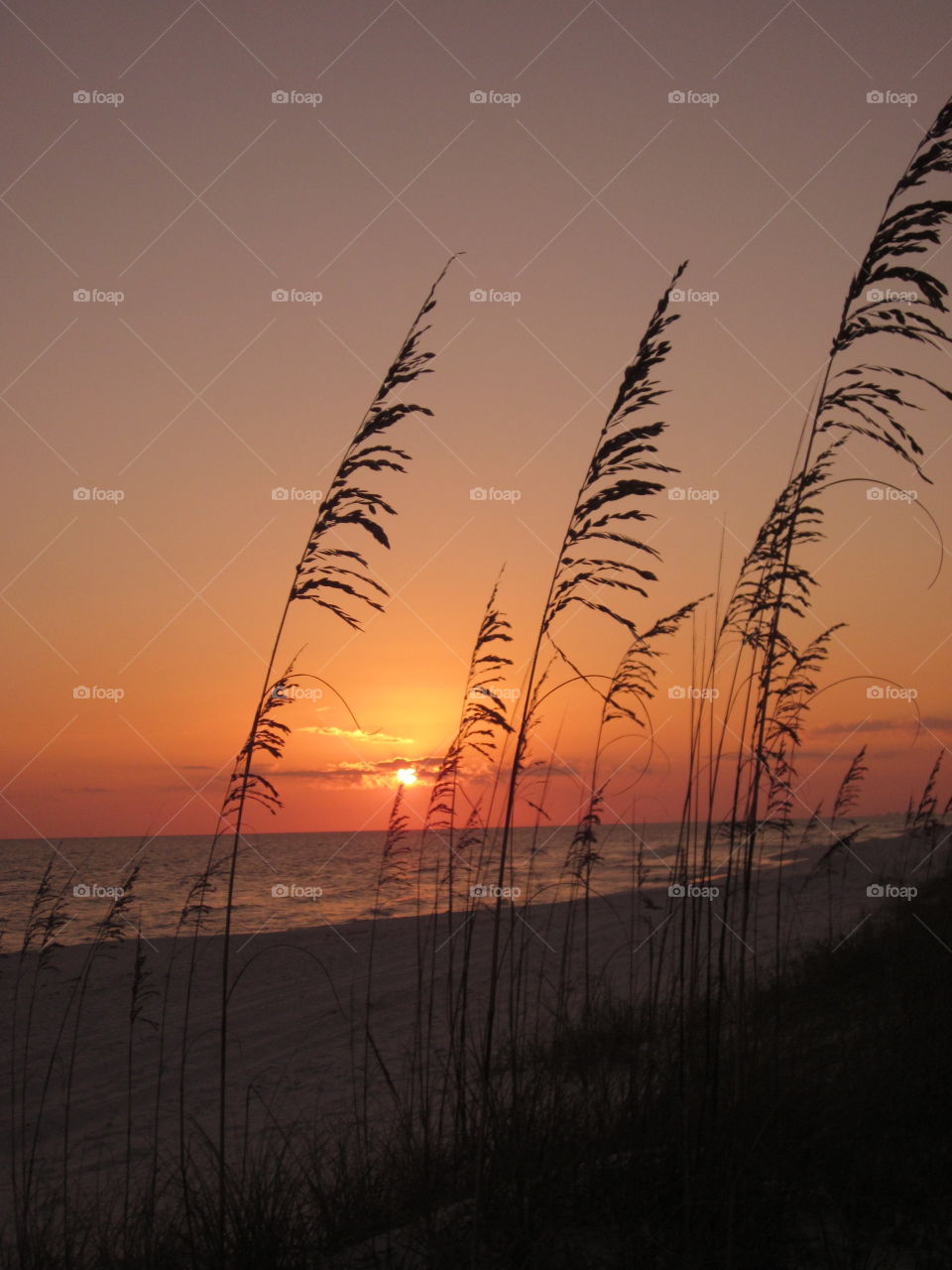 Sea Grass Sunset. A sunset shot captured on a Florida beach. 