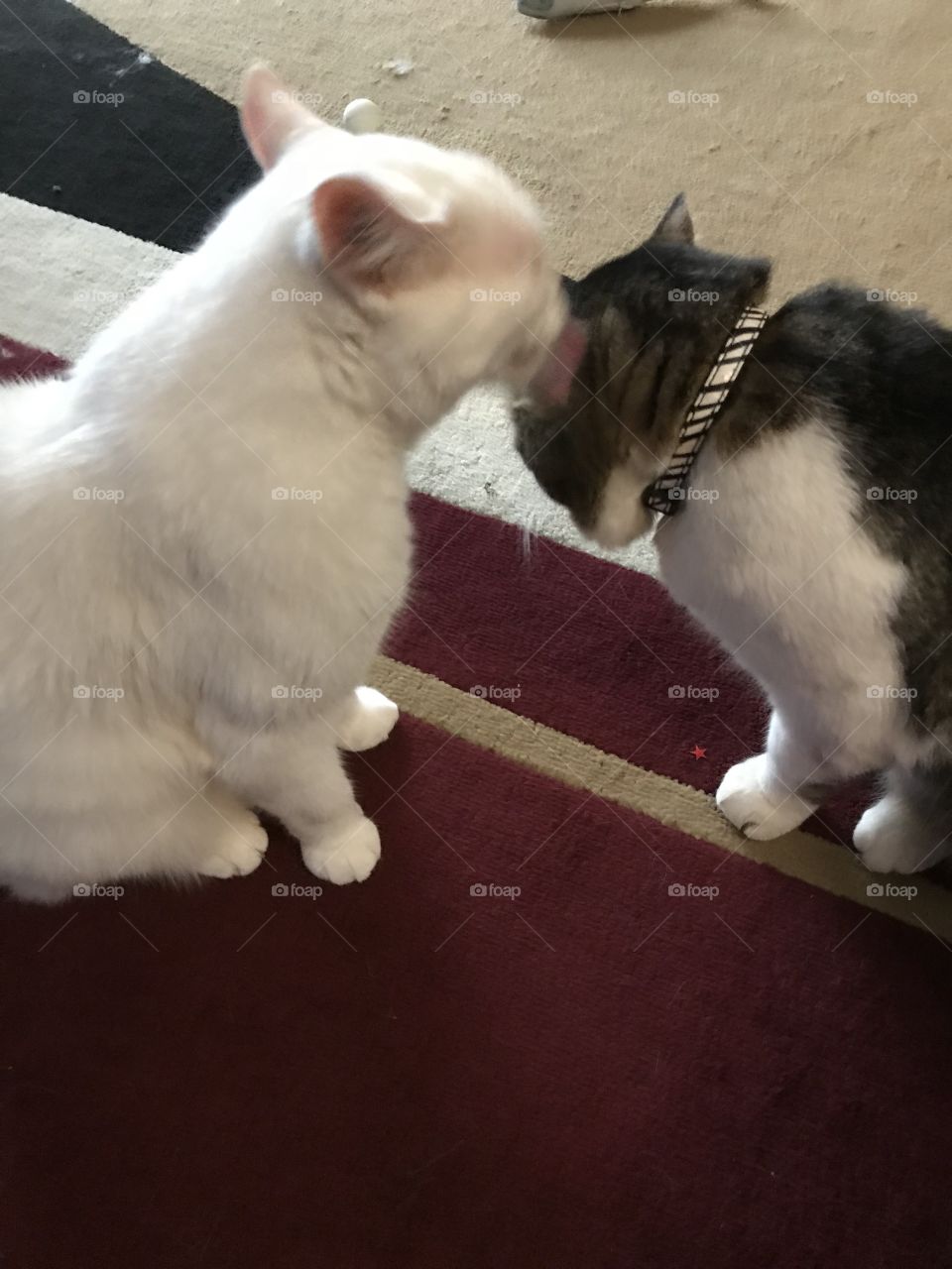Cat kisses