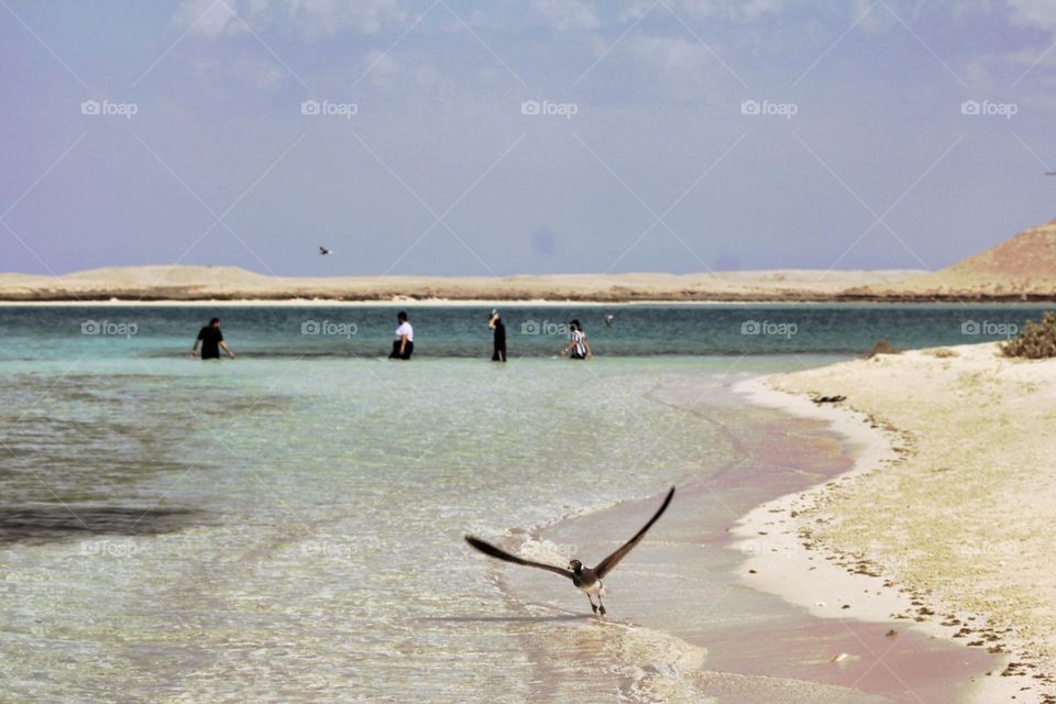 Saudi island 