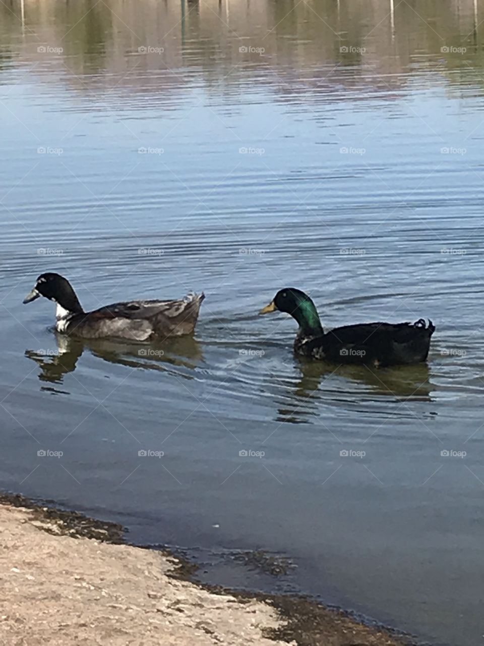 My friends the ducks