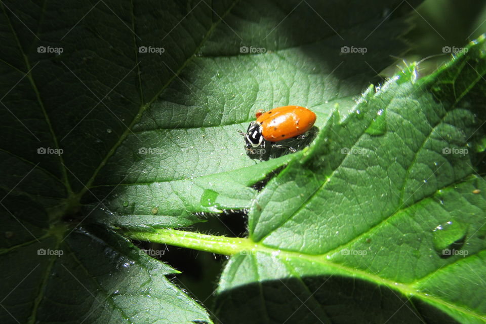 Ladybug