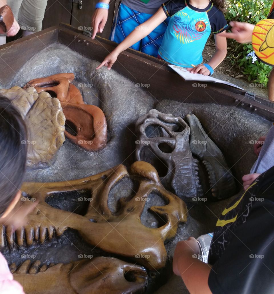 Educative dinosaur bones