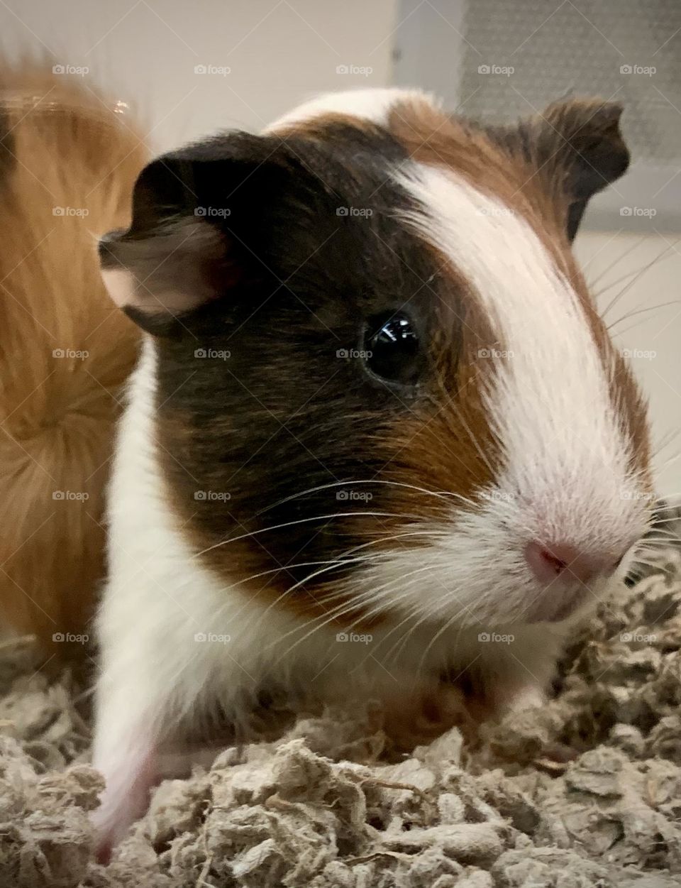 Hamster Profile Picture 