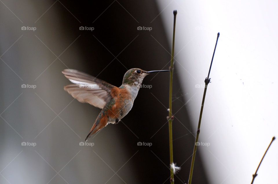 Beautiful hummingbird