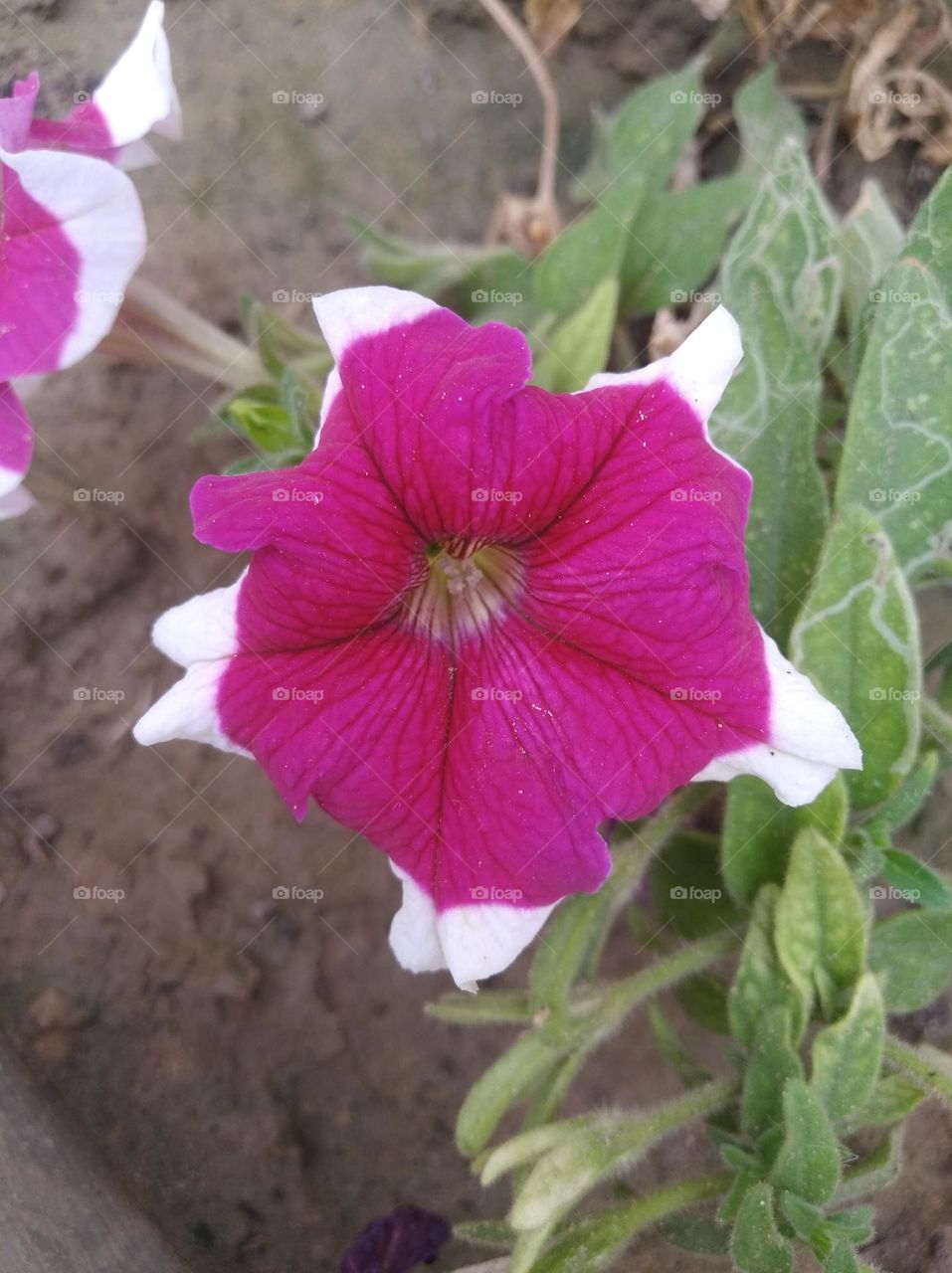 red nd white flower looks very beautiful seasonal fresh nature beauty found everywhere