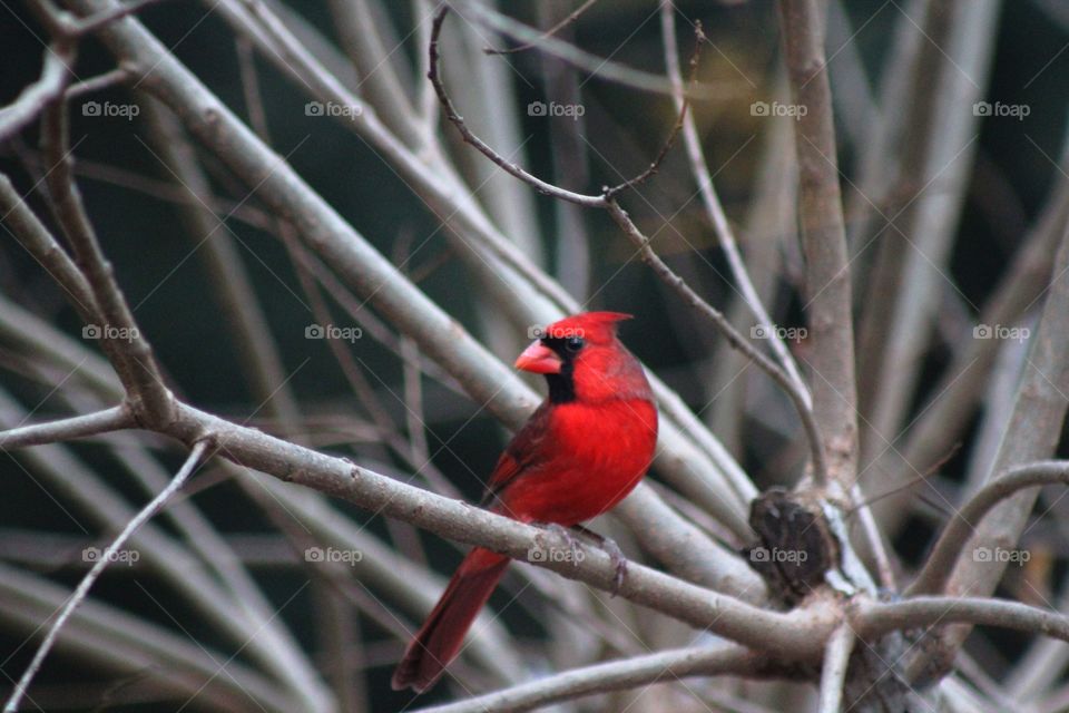 Cardinal looking to the side