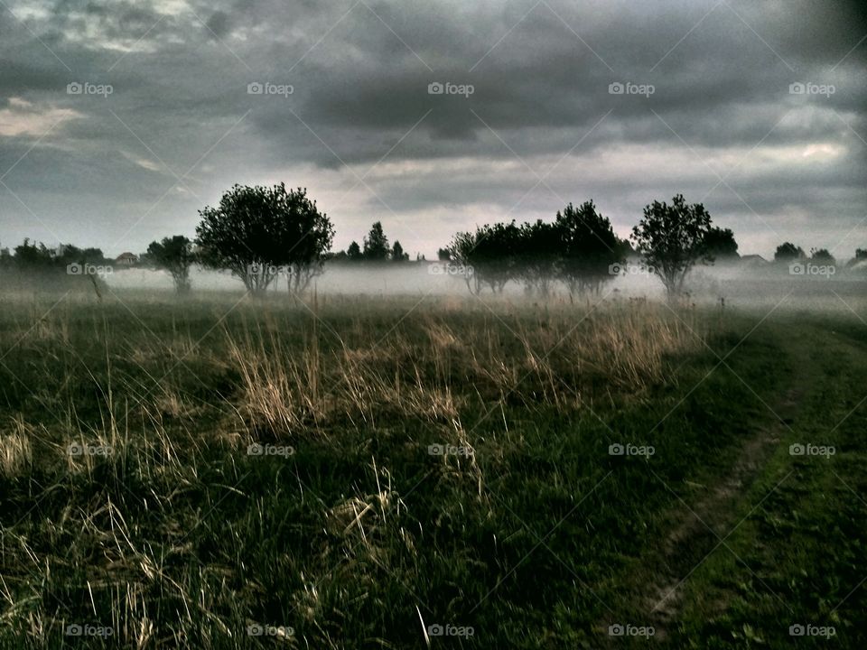 вечер в поле, тяжёлые облака, туман, сумрак пасмурно, резкие деревья, темная трава