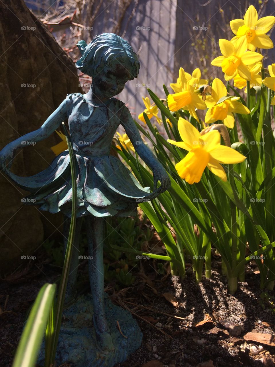 Fairy. Daffodils