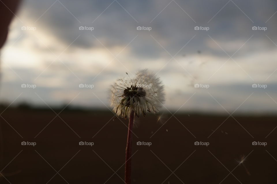 Pusteblume