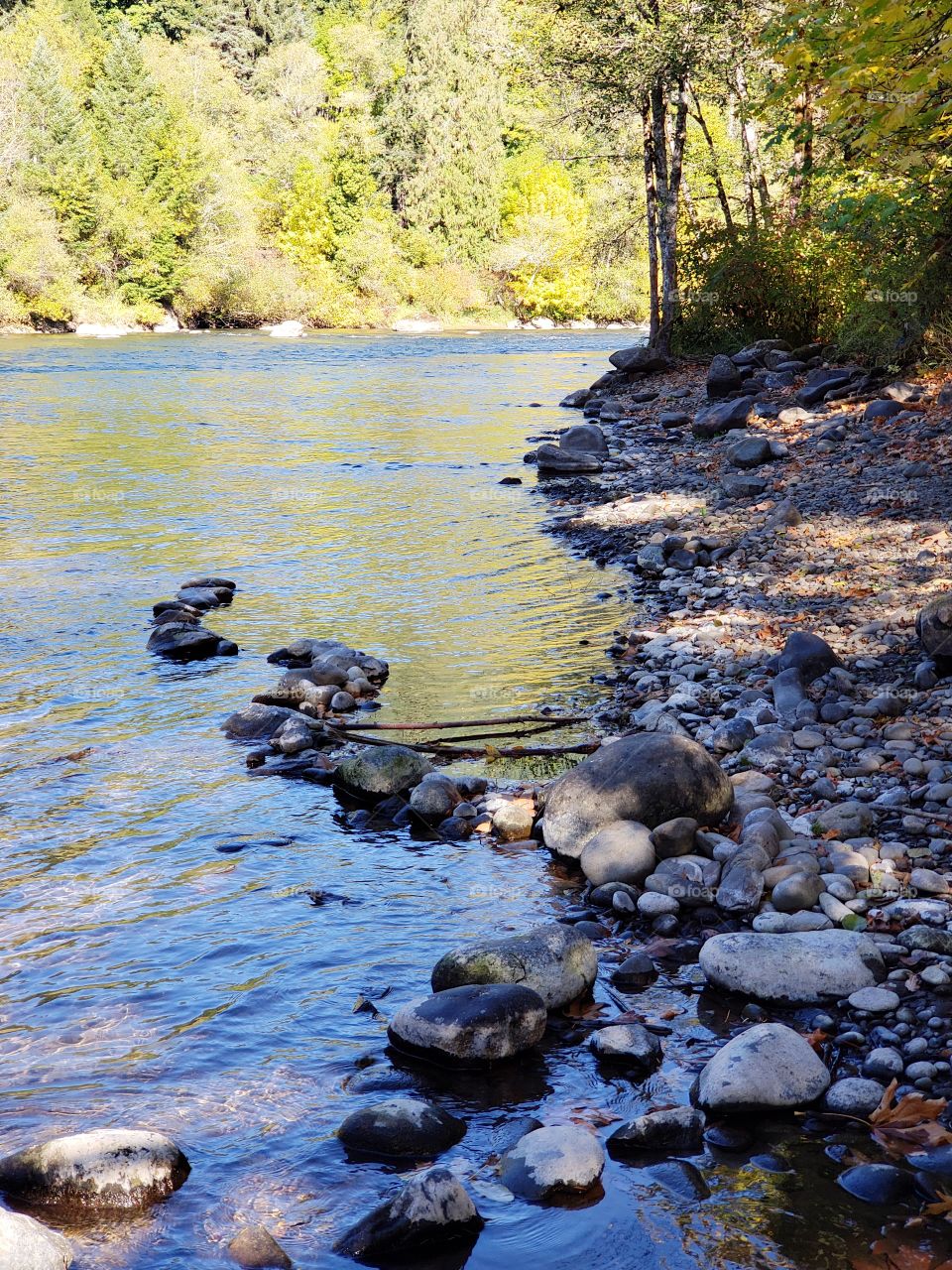 Rocks, trees, and fall foliage in beautiful colors along the banks of the McKenzie River in Western Oregon on a sunny autumn day.