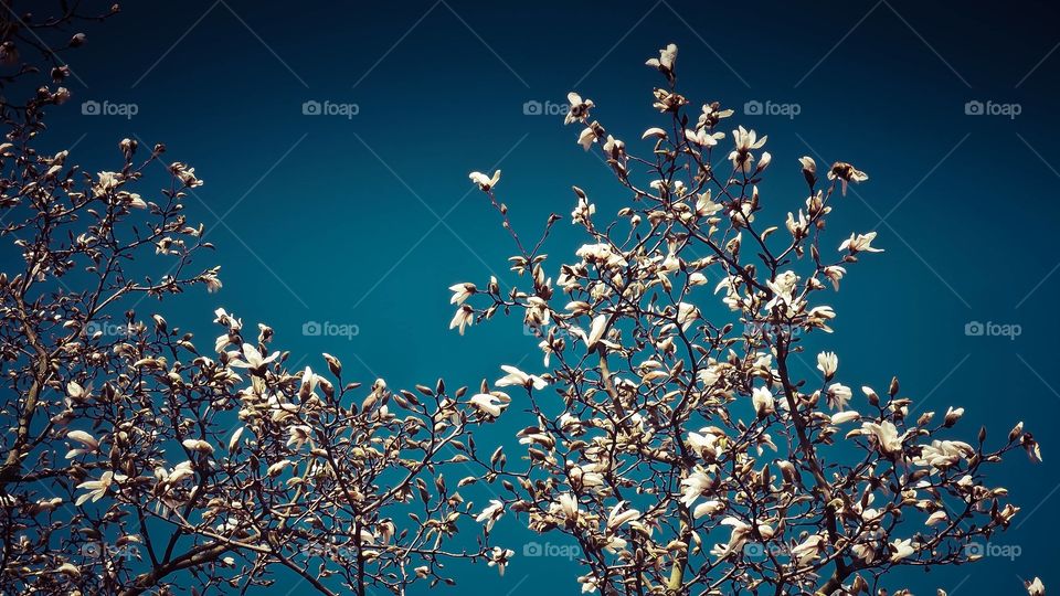 leaves in full transformation