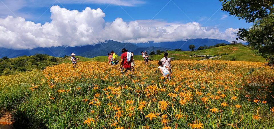 Hualien 60 Stone Mountain Daylily Flower Season Scenery