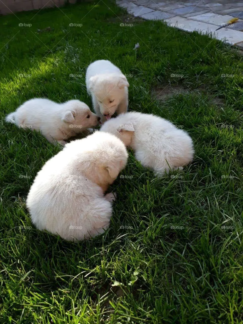Dogs