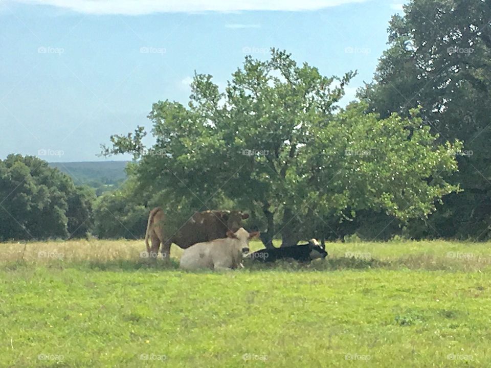 Cows cooling off in shade under tiny tree 