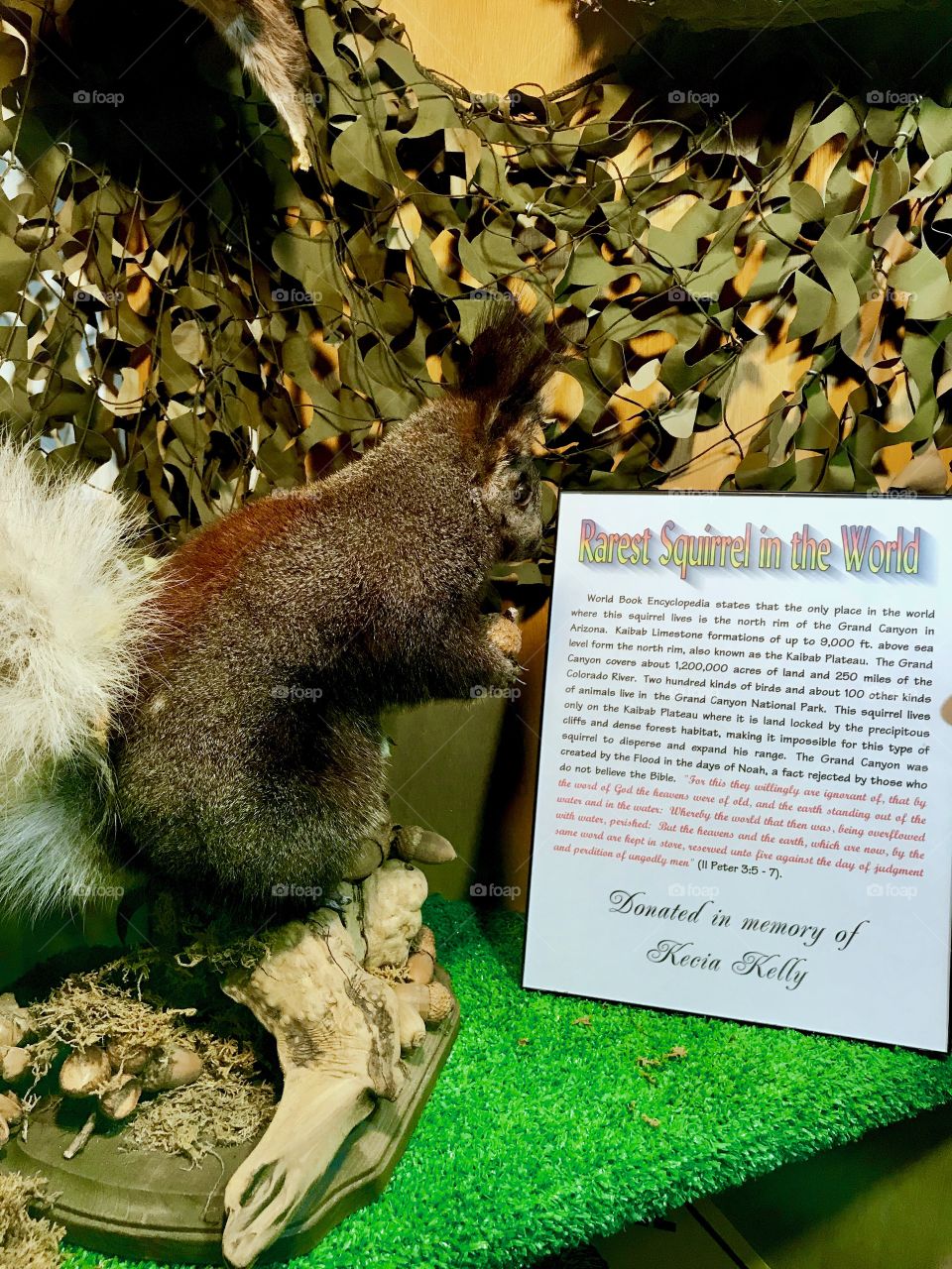 Rarest squirrel in the world taxidermy 
