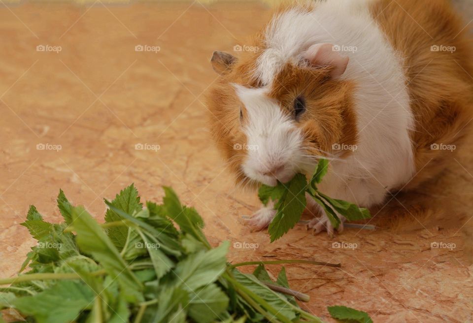 guinea pig eating green leaves view from the ground