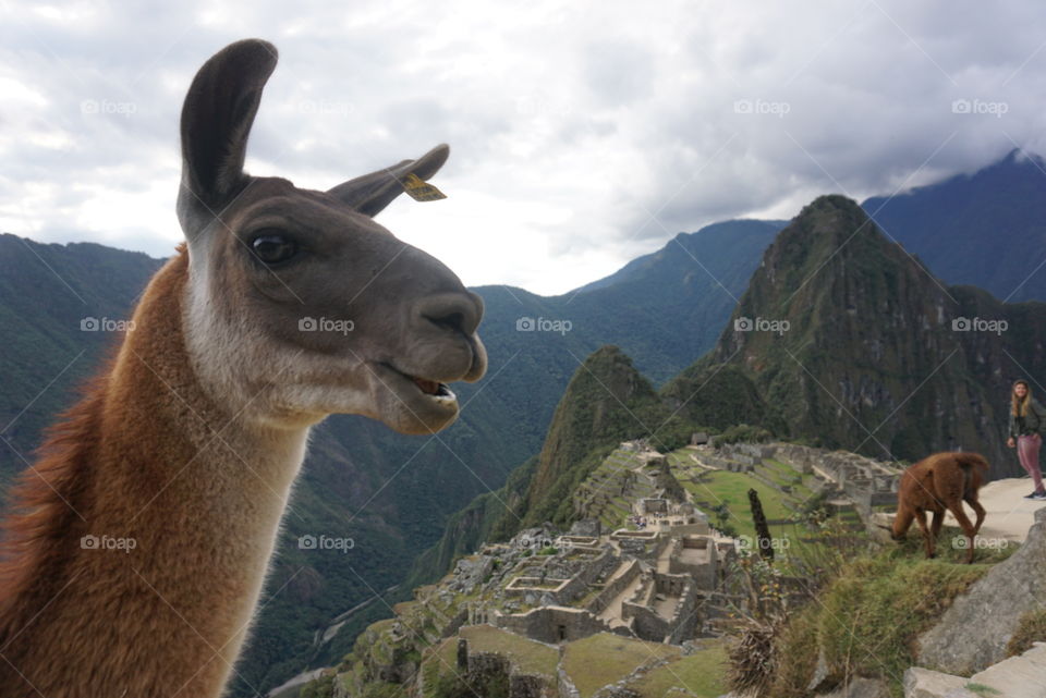#Machupicchu #llama #alpaca #scenic #views #peru #aguascalientes #southamerica #incans #incan #ruins #7wonders #7wondersoftheworld
