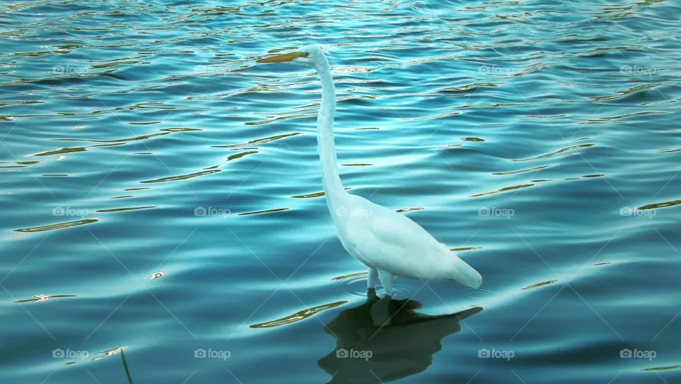 Heron in the pond