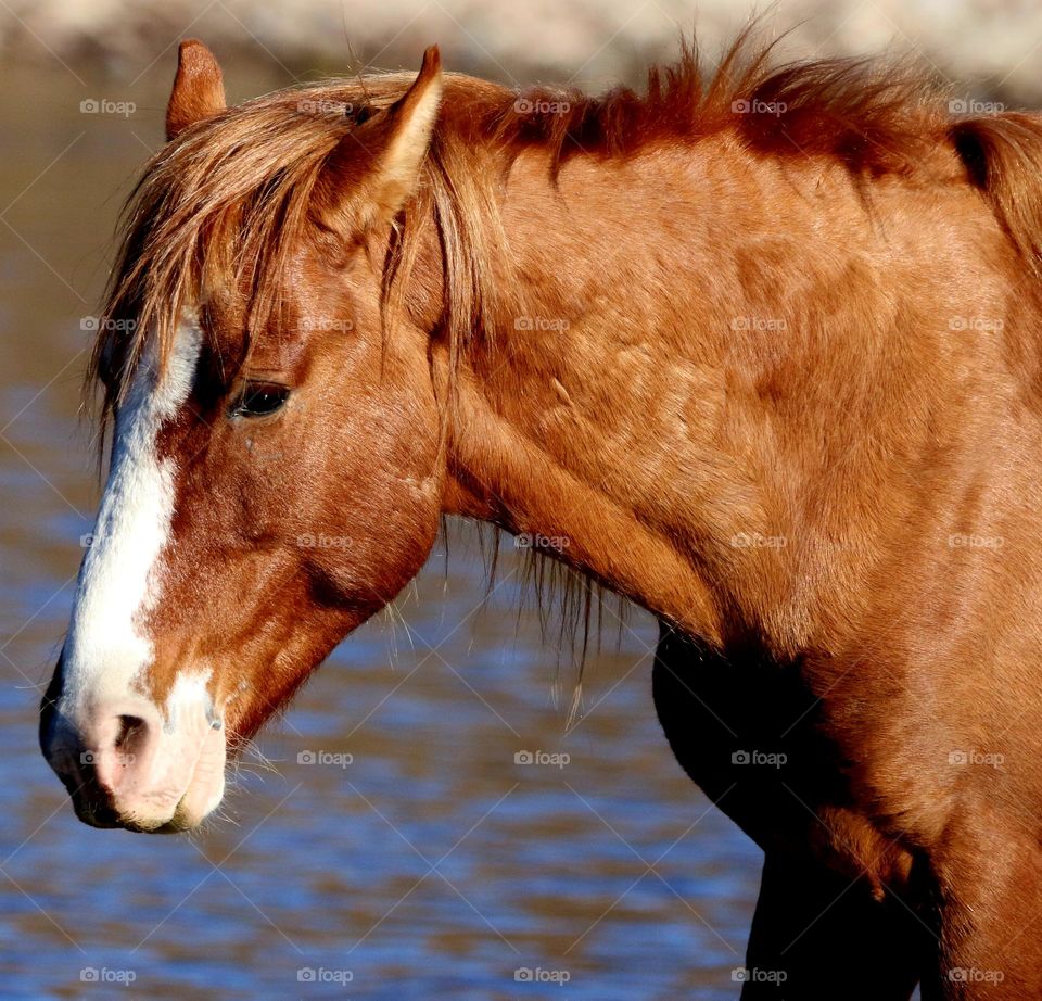 Portrait of a Wild Horse