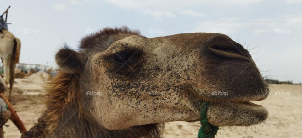 camel's eye at essaouira city in Morocco.