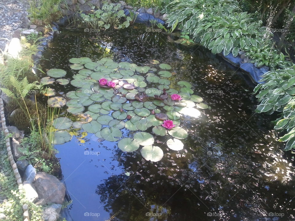 fish pond waterlily purple white garden