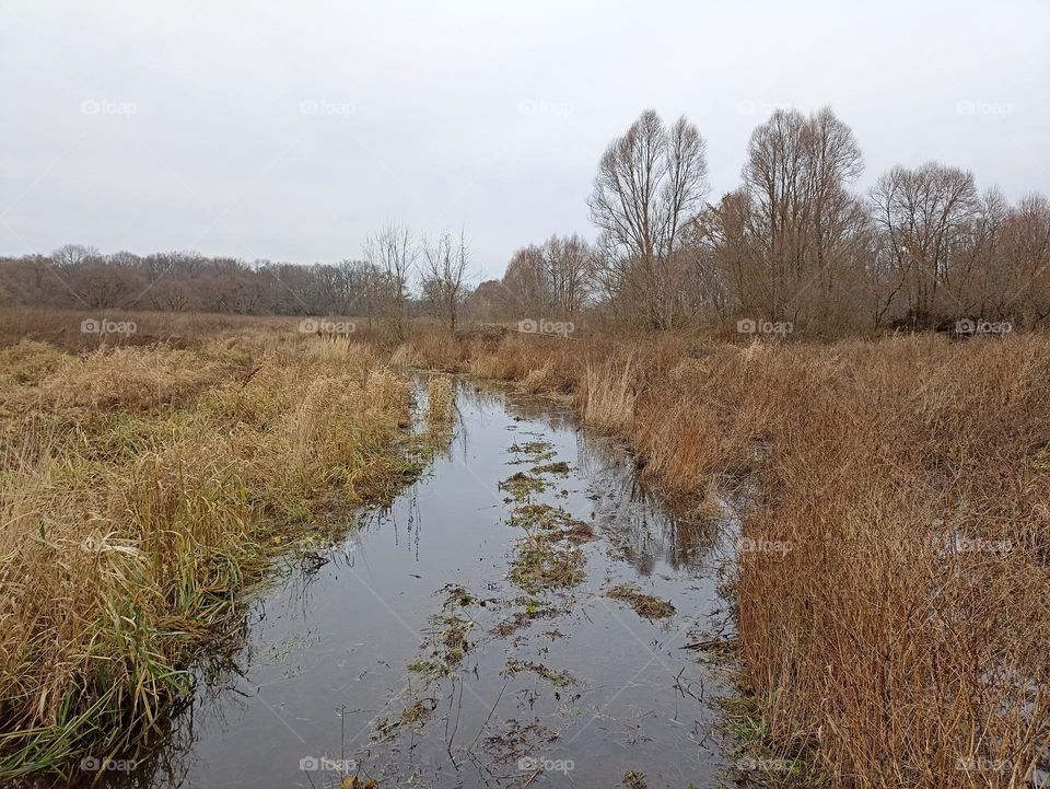 The road in the forest