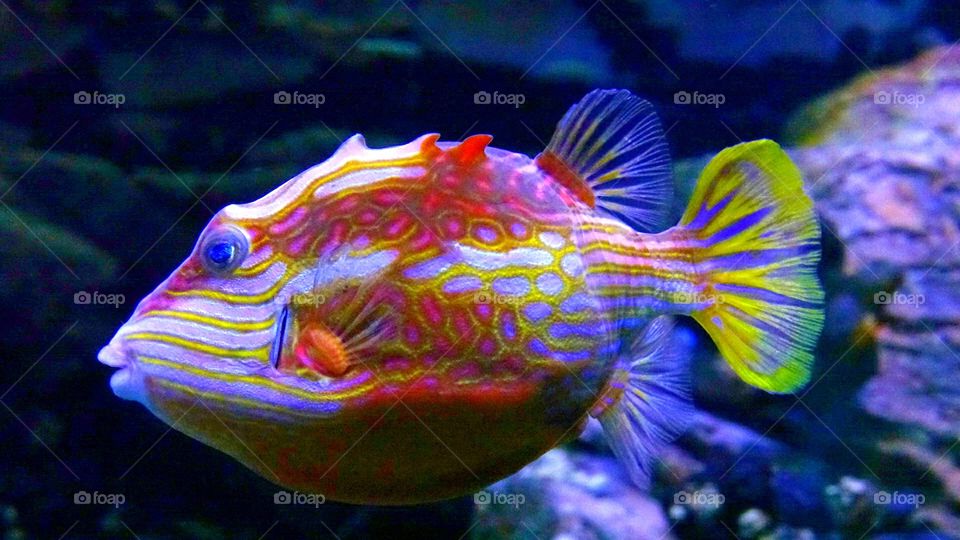 Exotic Color Fish!!!