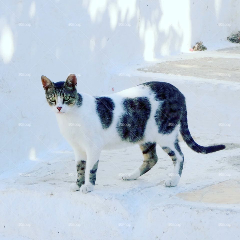 cat in Santorini