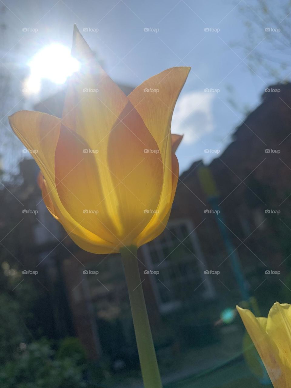 Tulip yellow