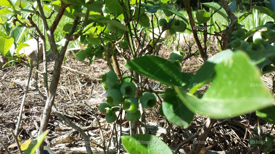 Unripe Blueberries. Blueberry bush