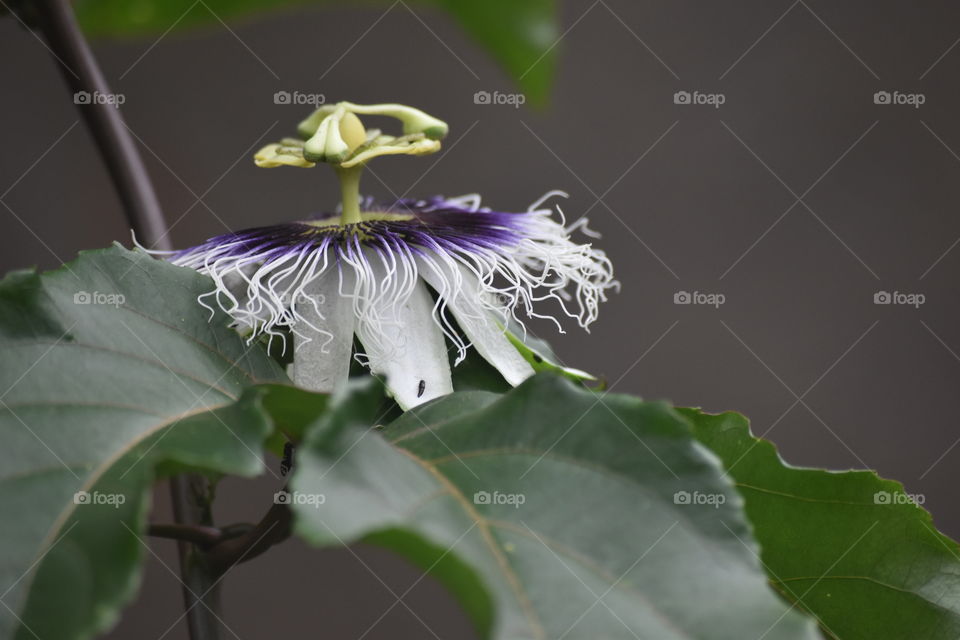 Passion flower/Flor de maracujá.