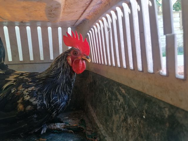 wakes up 🐓🐓