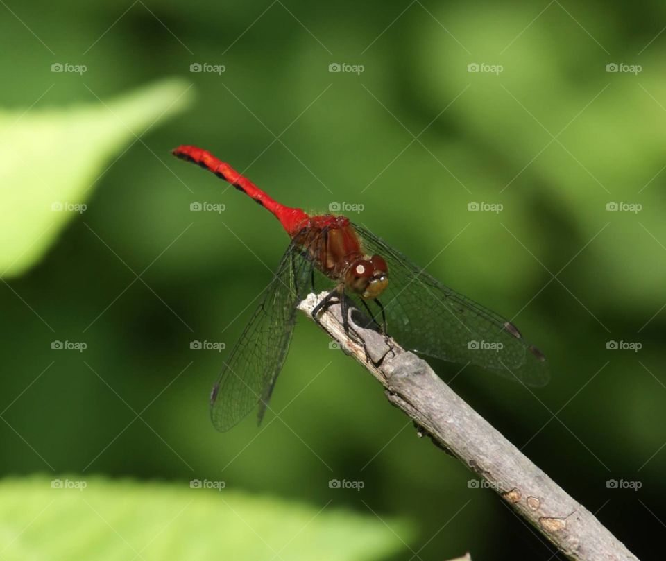 Red dragonfly