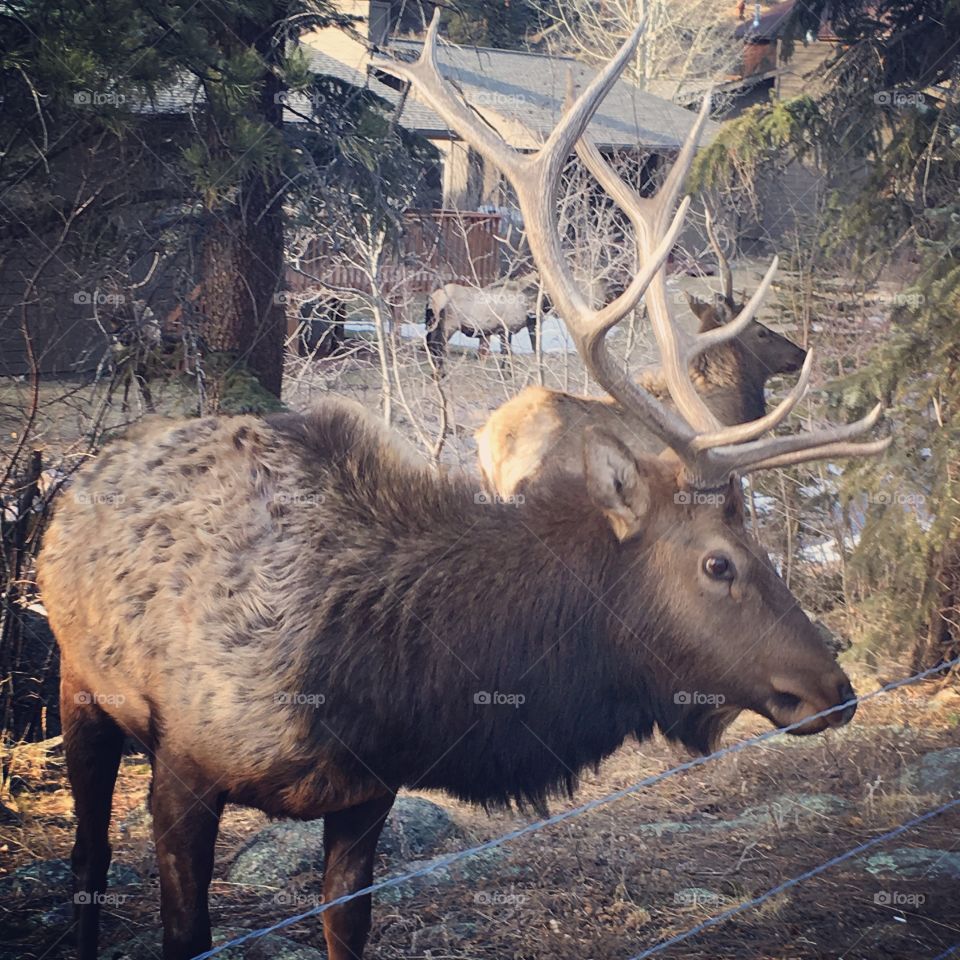 Wild Elk Closeup 