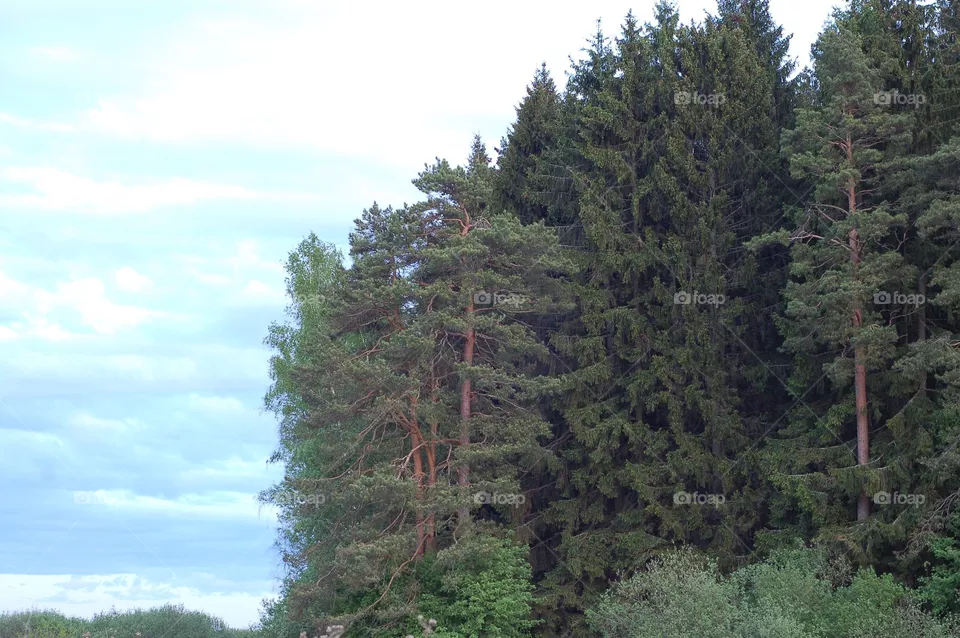 tree