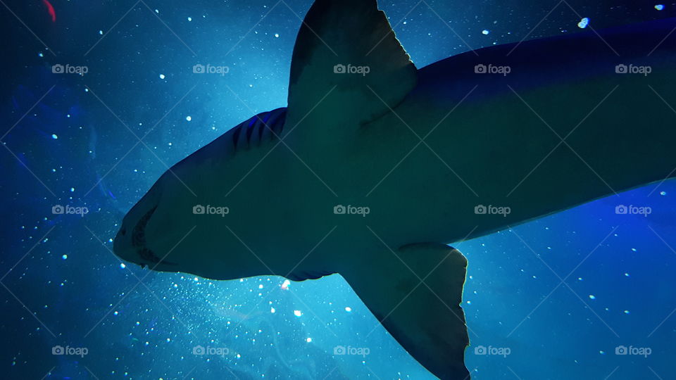 Shark in a deep sea